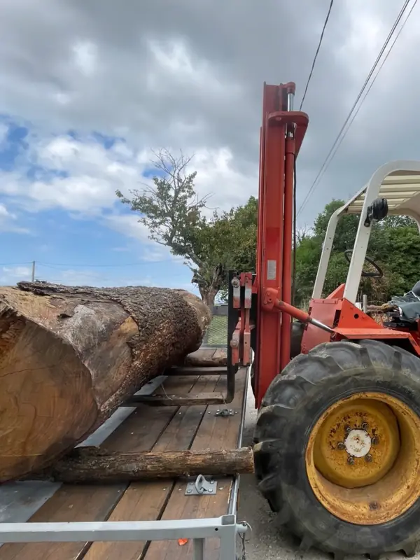 Déchargement de la grume d’un gros cèdre