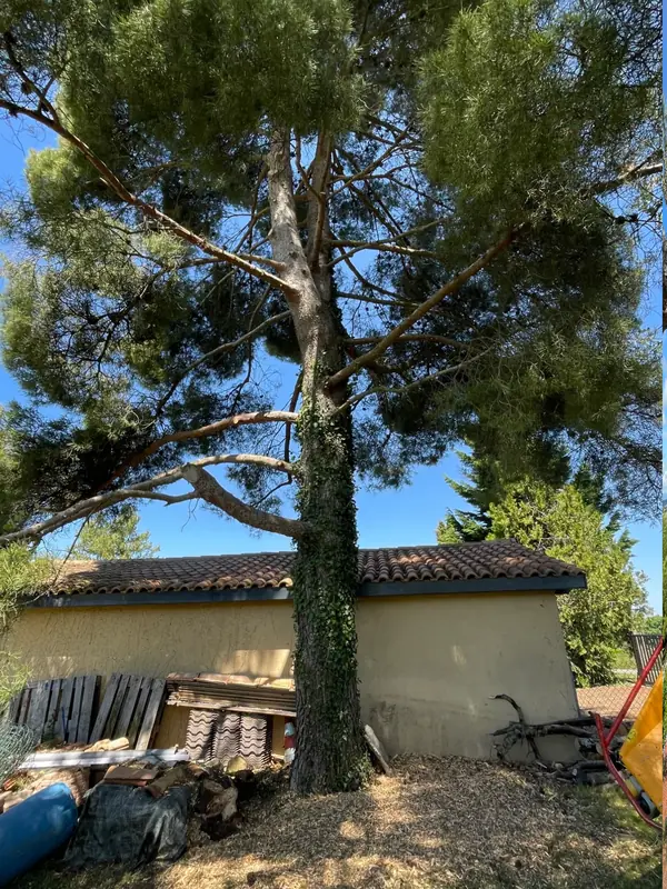 Copeaux de bois utilisés en paillage