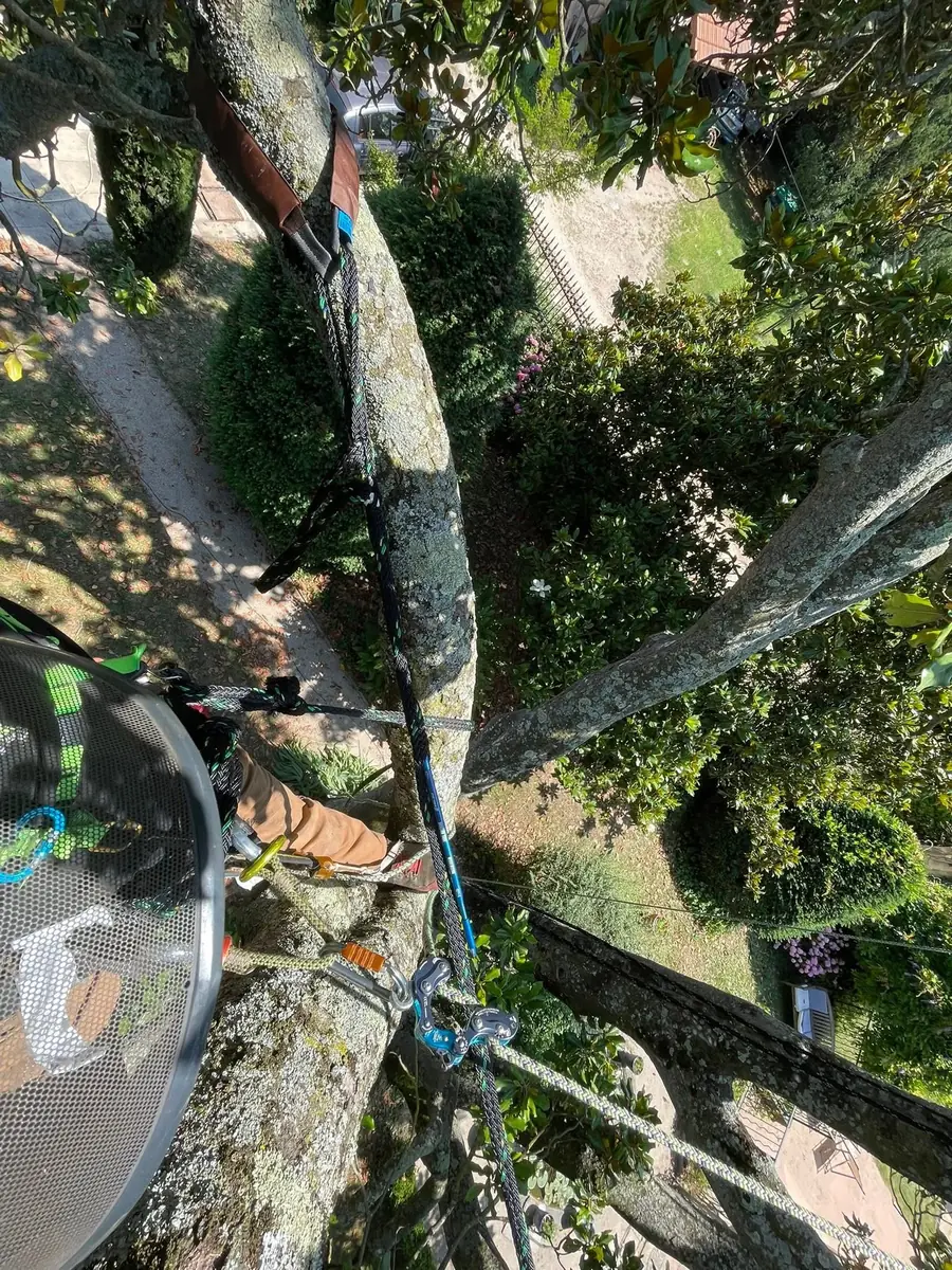 Diagnostic d’un arbre, du pied jusqu’à la cime