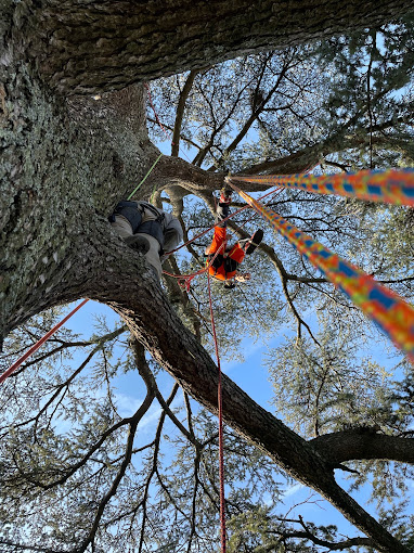 Maël grimpe sur corde dans un grand cèdre