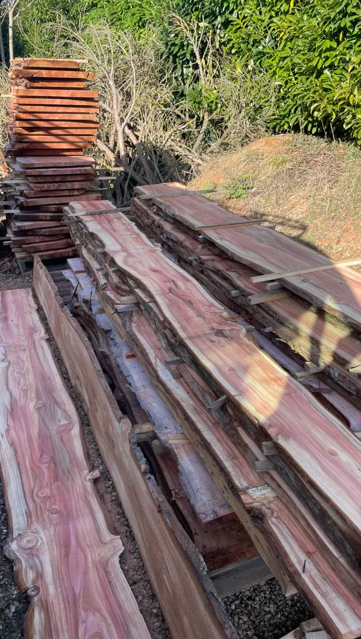 Plateaux de bois fraîchement sciés, empilés et calés pour le séchage