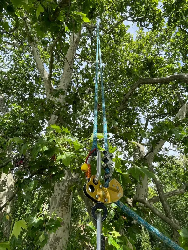 Bois mort supprimé dans un platane